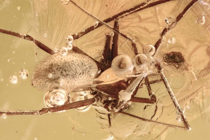 Detailed Fossil Spider (Araneae) In Baltic Amber #325258